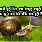 mơ thấy ốc