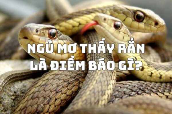 Mơ thấy rắn là điềm gì? Ý nghĩa giấc mơ về loài vật bí ẩn