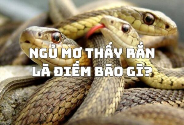 Mơ thấy rắn là điềm gì? Ý nghĩa giấc mơ về loài vật bí ẩn